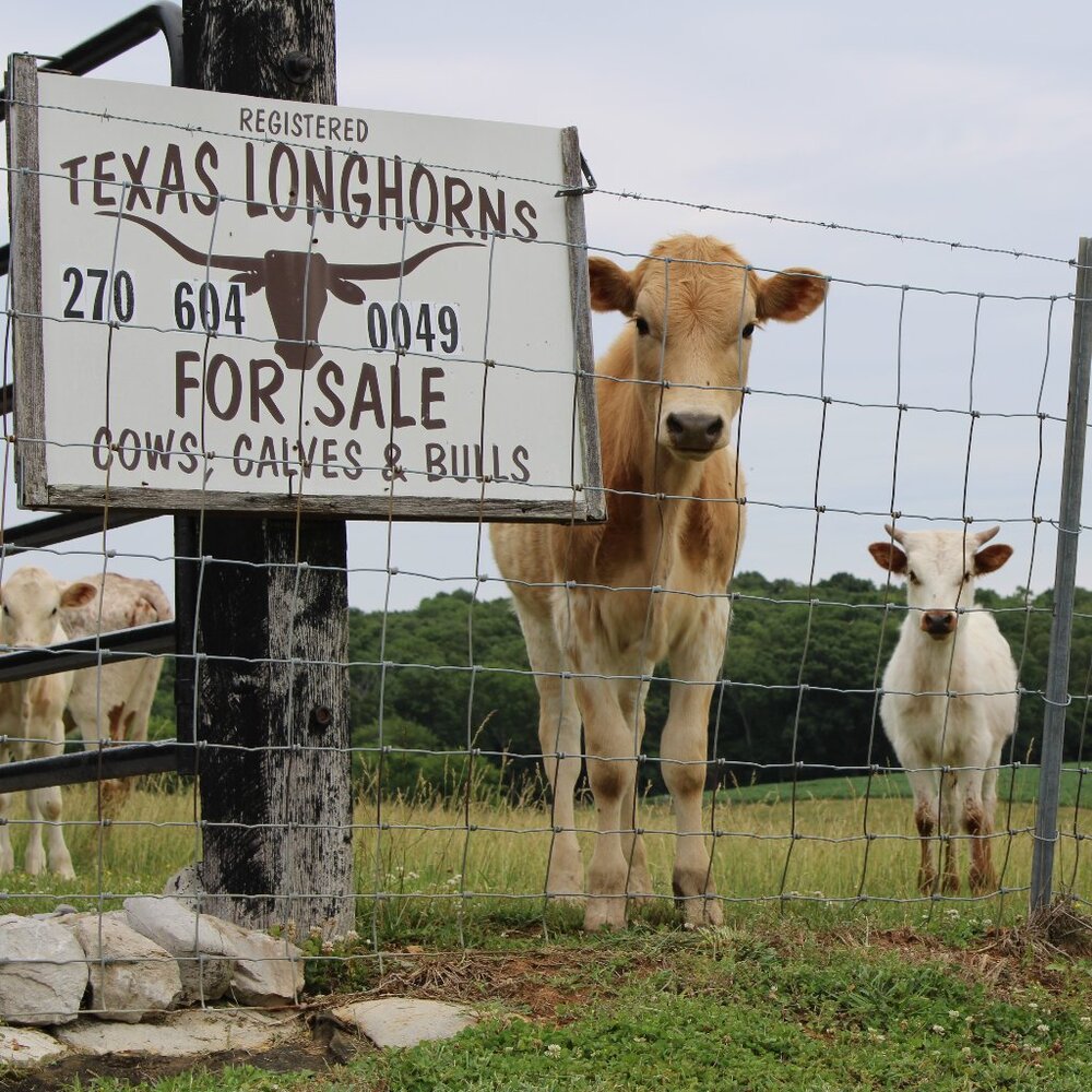 Texas Longhorn Calves color